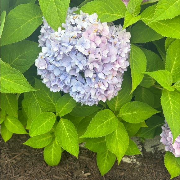 Meet your Posher, Elizabeth - Picture 4 of 6